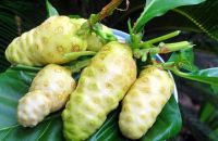 Tác dụng chữa bệnh của bột trái nhàu cực hiệu quả nhưng ít người biết đến